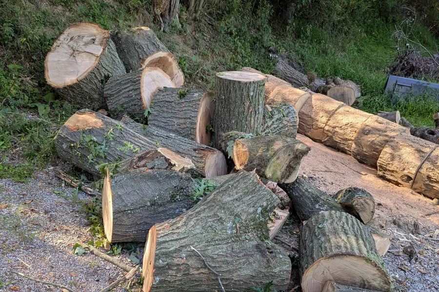 Stacked hardwood logs ready for cutting